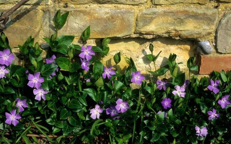 marktäcke-vinca-minor-lila-blommar-vintergröna blad