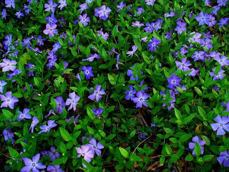 marktäcke-vinca-minor-lila-blå-blommar-vintergröna blad
