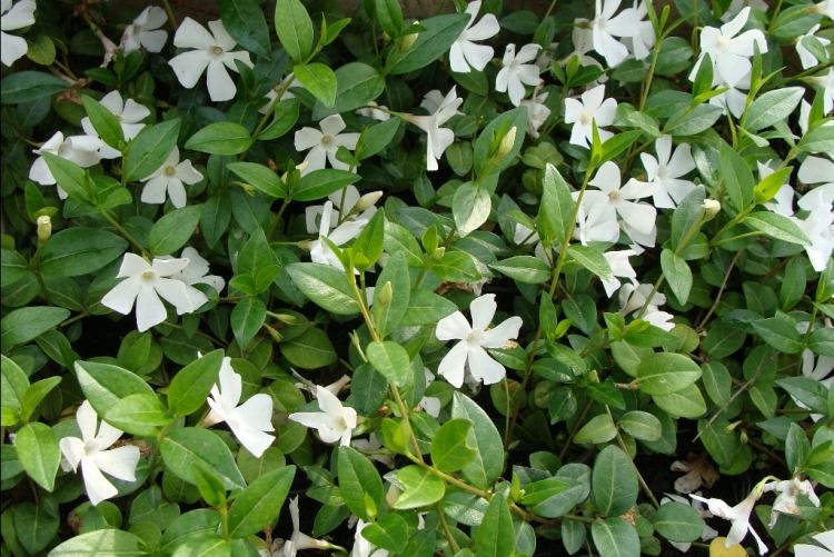marktäcke-Vinca-minor-Alba-weisse-blueten