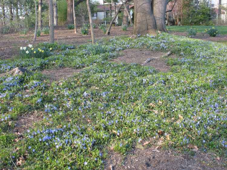 marktäcke-vinca-minor-blå-blommande