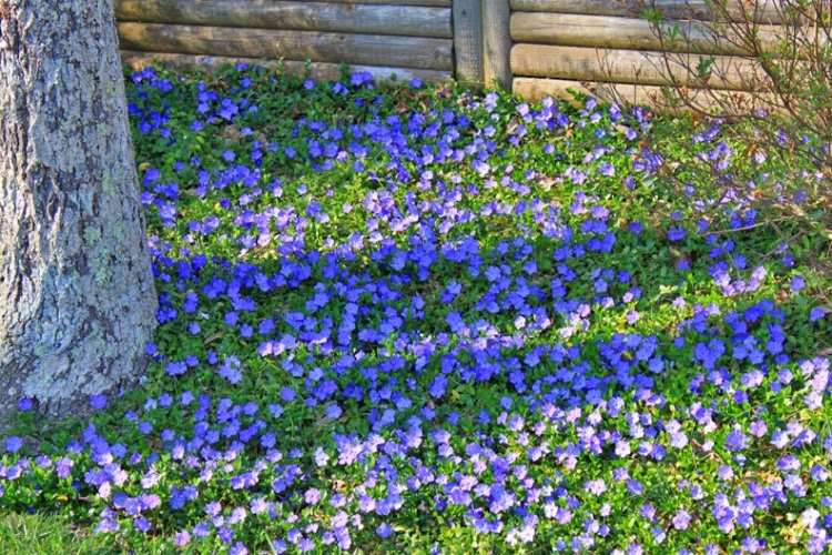 Markskydd Vinca Minor -blå-lila-äng