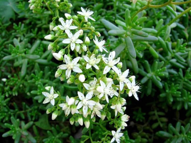 Vitt blommande markskydd härdig, den vita sedumväxten är en vintergrön växt