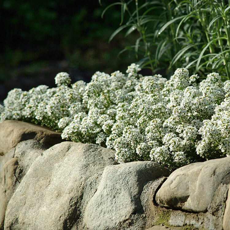 Markskydd blommar vitt för klippträdgården och den upphöjda sängen