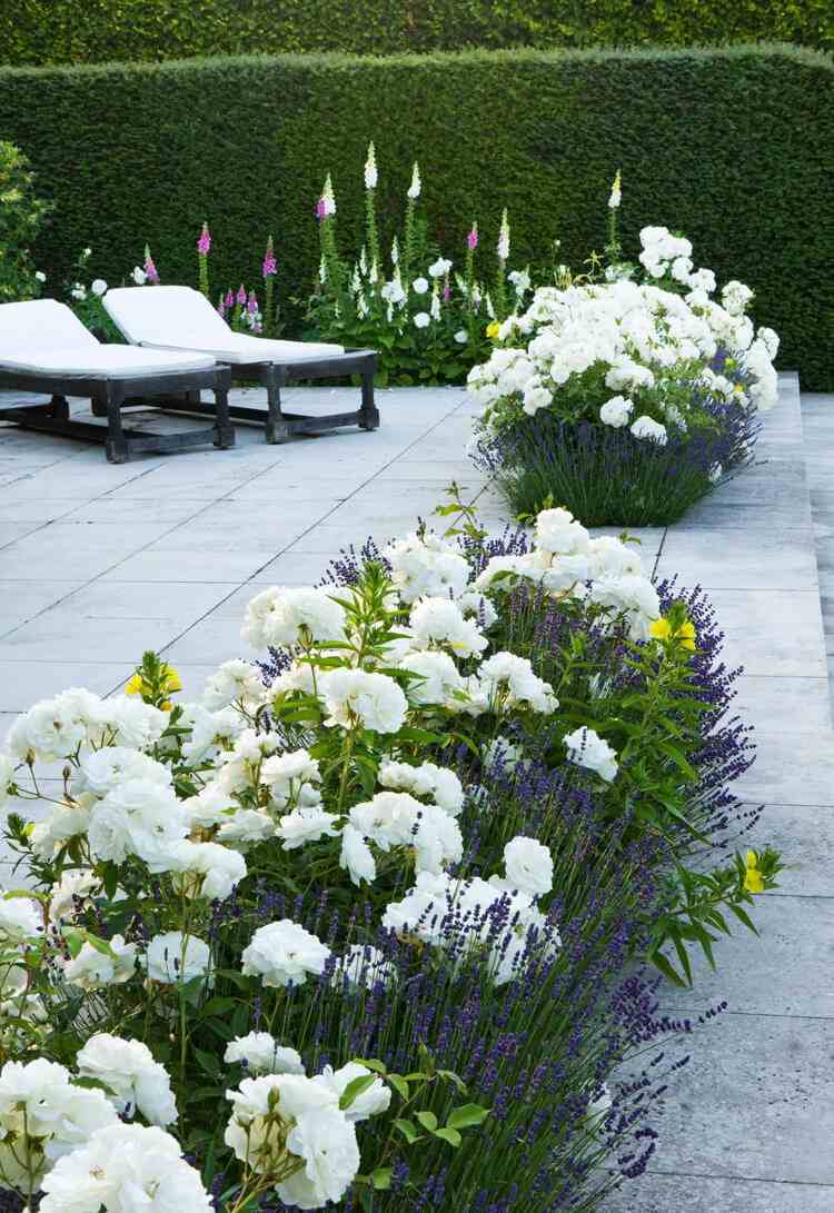 Kombinera den vita blommande marken ros med andra prydnadsgräs och växter