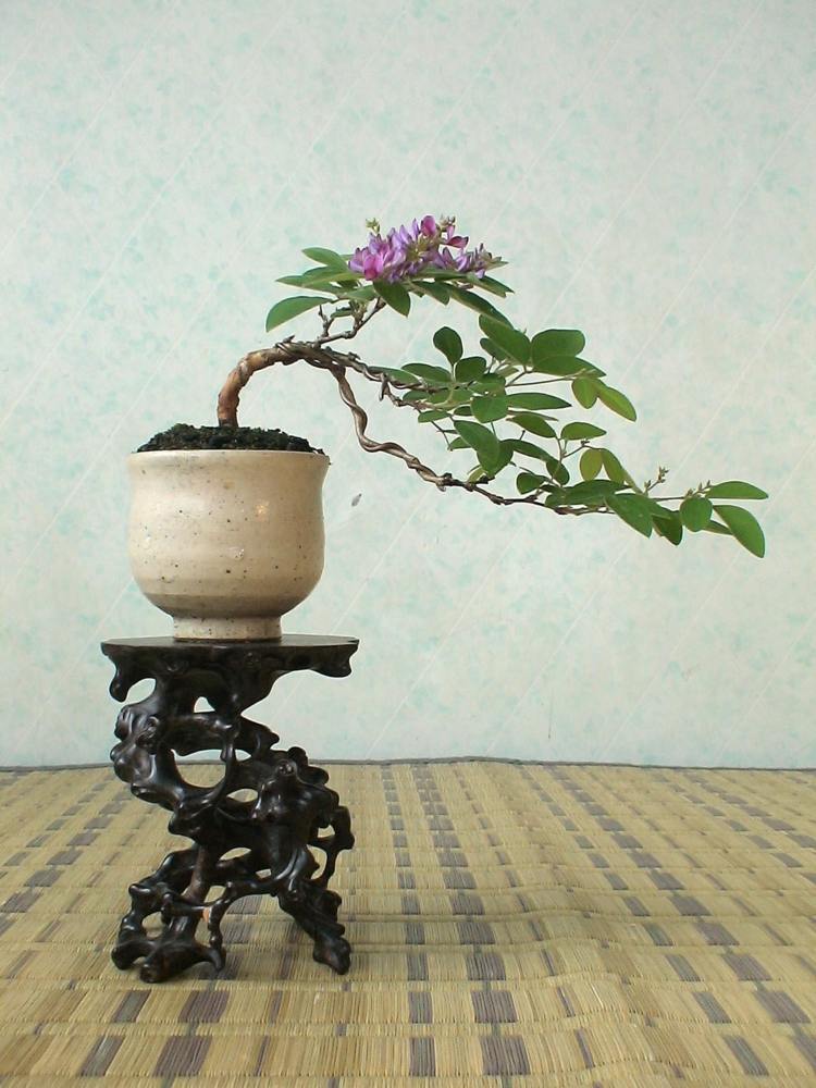 bonsai träd sidobord trä prydnad planter