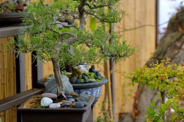 Bonsai trädstenar trädgård design idéer
