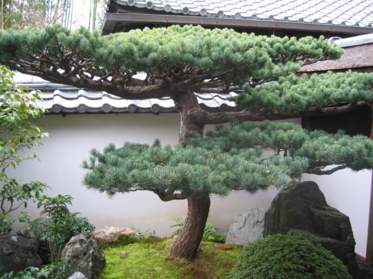 Bonsai Tree Barrträd Design Idéer Rock Garden
