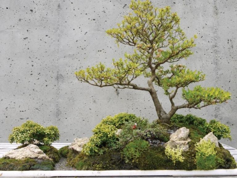 Bonsai-träd-design-idéer-sten trädgård-moderna