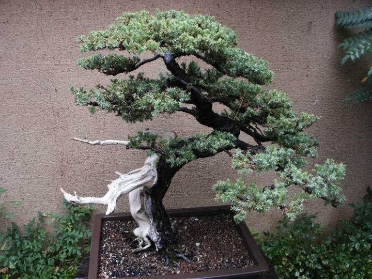 Bonsai träd zen trädgård betongvägg