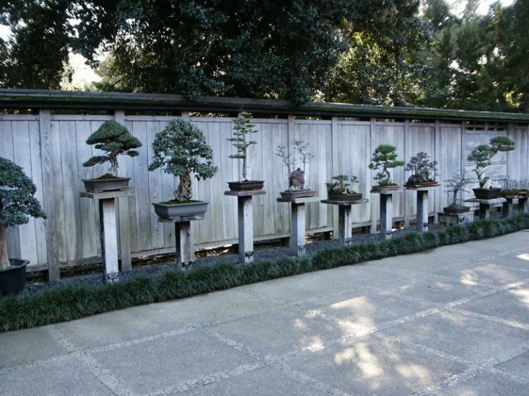 bonsai-träd-pelare-integritet-staket-sten-kakel