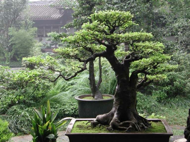 bonsai-träd-trädgård-design-japansk stil-uteplats-dekoration