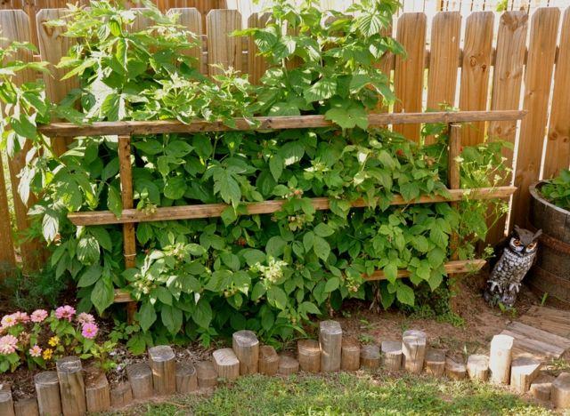 Tips Trellis Garden Fence Windbreak Ideas Tips