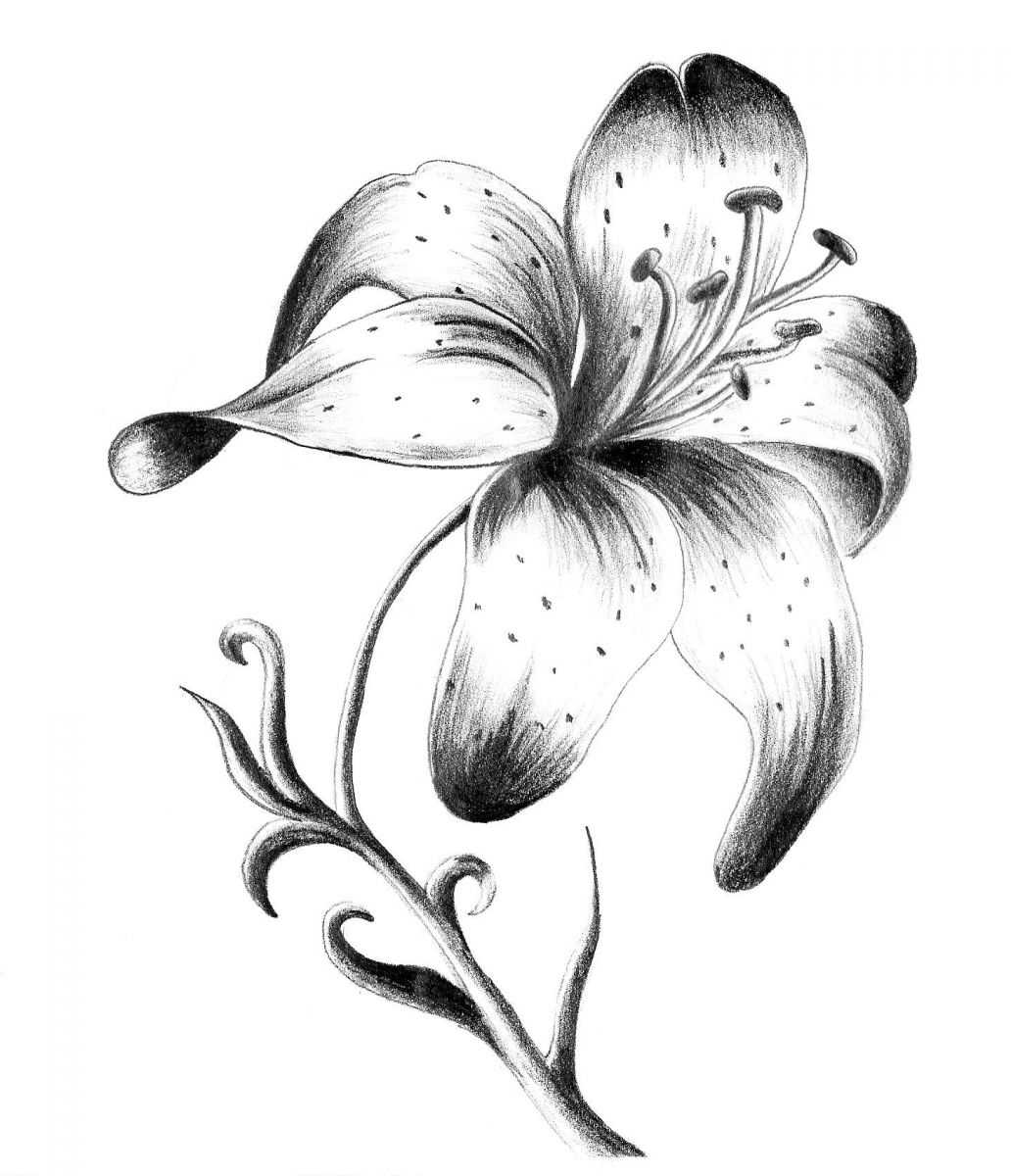 Brösttatuering kvinna mall blomma tatuering betyder lilja