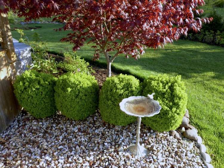 boxwood trädgård japanska lönn fågel bad dekoration utomhus stenar