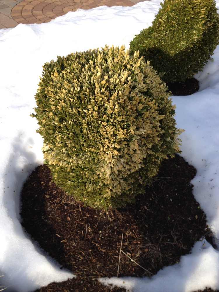 Boxwood-plantering -grå-vinter-grön-notera-snö-vintergröna