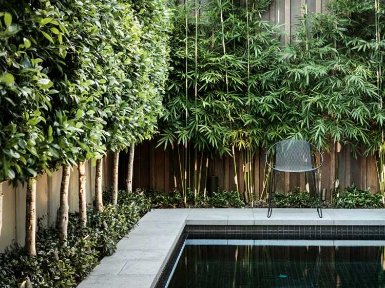 träd för trädgården sekretess skärm-modern-pool-bambu