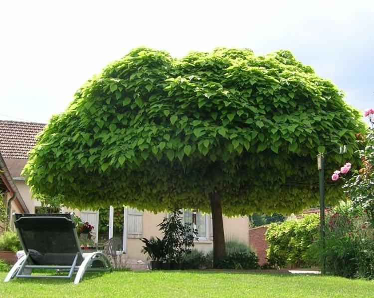 träd-trädgård-catalpa-trädtopp-stora-träd-skugga