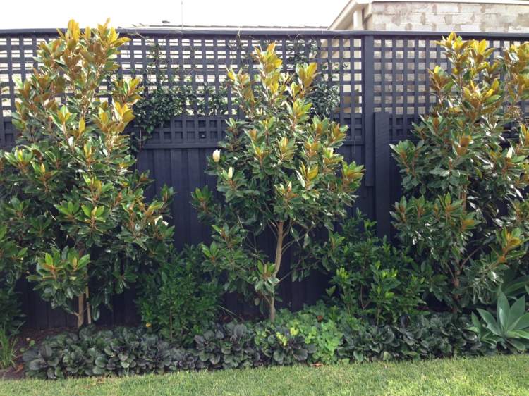 träd-trädgård-magnolia-prydnads-träd-blommor-staket-sängar-trädgård design