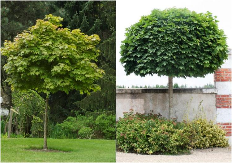 Träd för små trädgårdar -boll-lönn-acer-platanoides-globosum