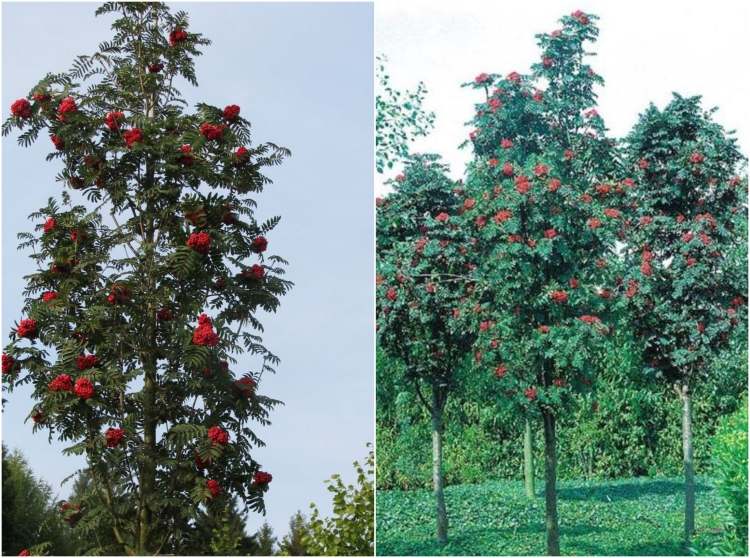 träd-liten-trädgård-Sorbus-aucuparia-Fastigiata