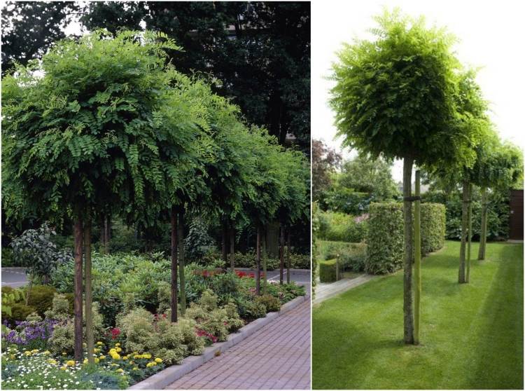 träd-liten-trädgård-boll-robinia-Robinia-pseudoacacia-Umbraculifera