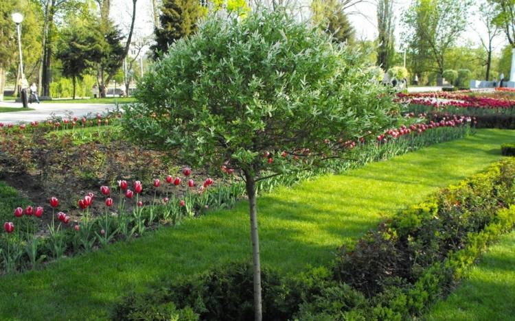 träd för små trädgårdar betesmark-idé-tulpaner-häckar-växter