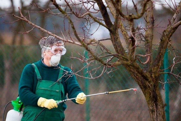 Trädgårdsmästare sprayar unga träd, behandlar lime på hösten med sprayfärg