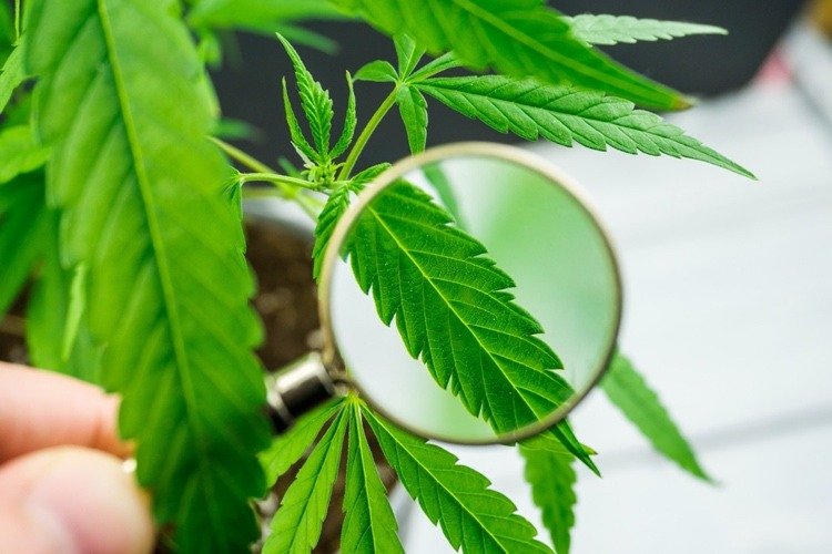 Blad av cannabis sativa -växten under förstoringsglas