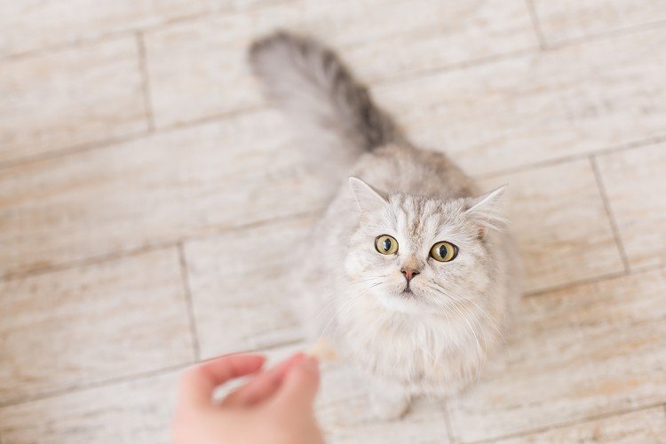 Grå katt får godis