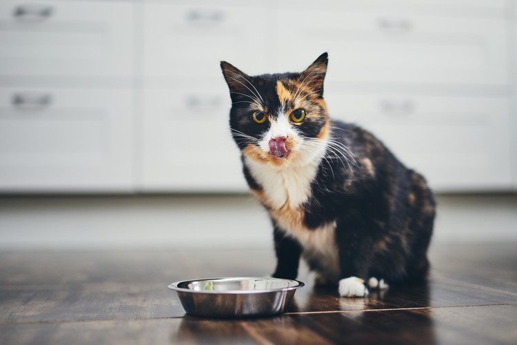 Hur man ger CBD -olja till katter med mat
