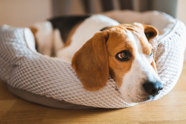 Behandla artrit hos husdjur Tips CBD -olja för hundar