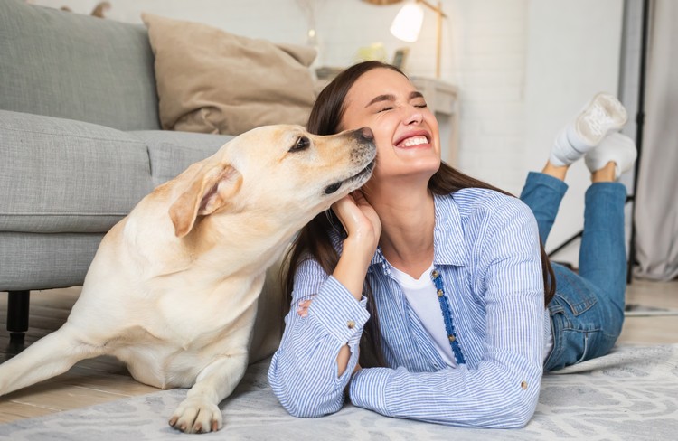 Canine Angst Relief Tips CBD -olja för hundens effekt