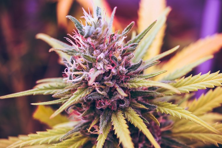 CBD kommer från cannabisväxten