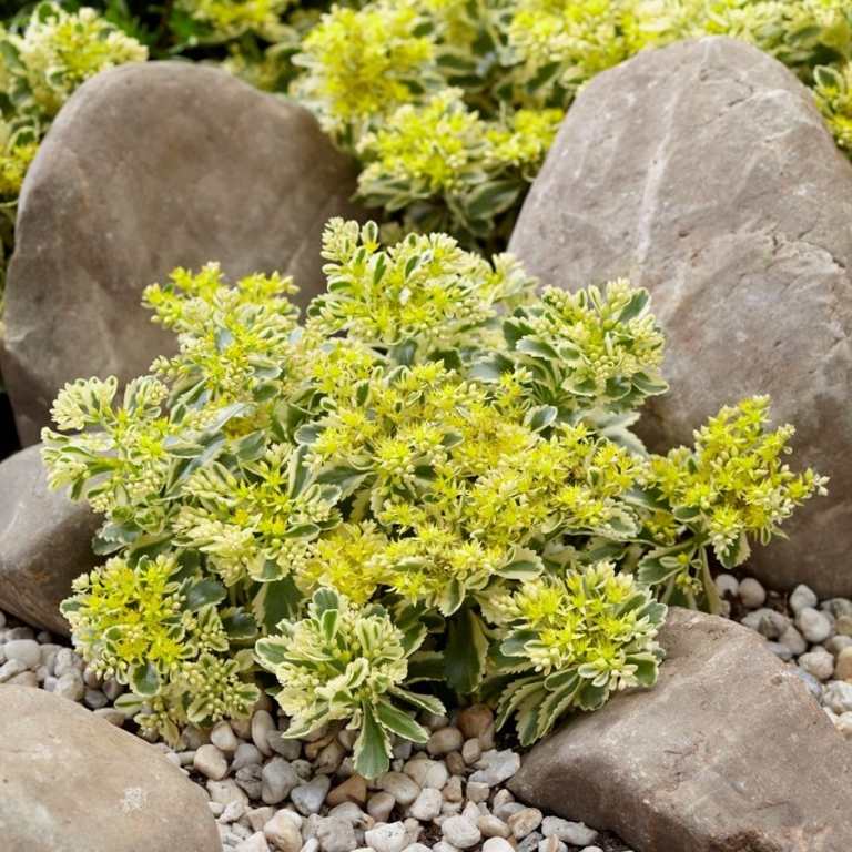 Chelsea Flower Show- Ullungdo stonecrop marktäcke torra gula blommor