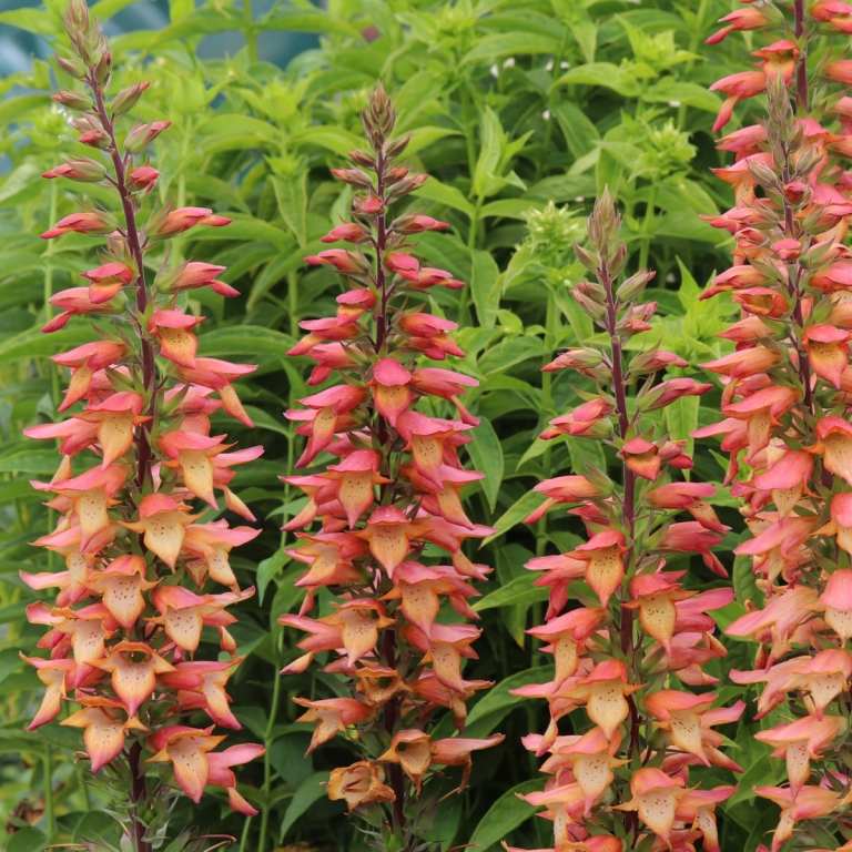 Chelsea Flower Show Dendrobium Stardust hög växt rödgula blommor