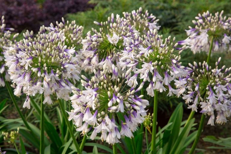 Chelsea Flower Show African Lily Garden Planting Ideas