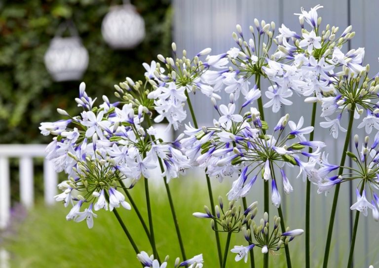 Chelsea Flower Show African Lily Purple White Flower