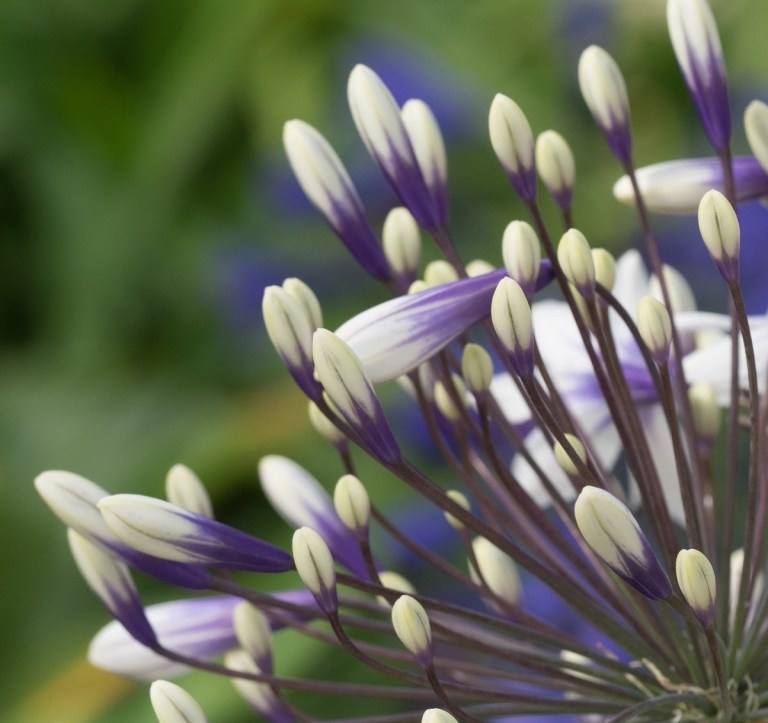 Chelsea Flower Show African Lily Purple White Blossoms Garden