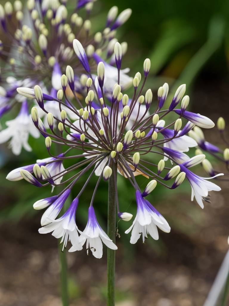 Chelsea Flower Show African Lily White Blue Flowers