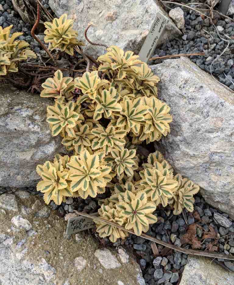 Chelsea Flower Show Ullungdo Stonecrop Leaves Stones Ground Cover