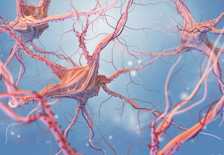 kopplingar mellan neuroner i centrala nervsystemet