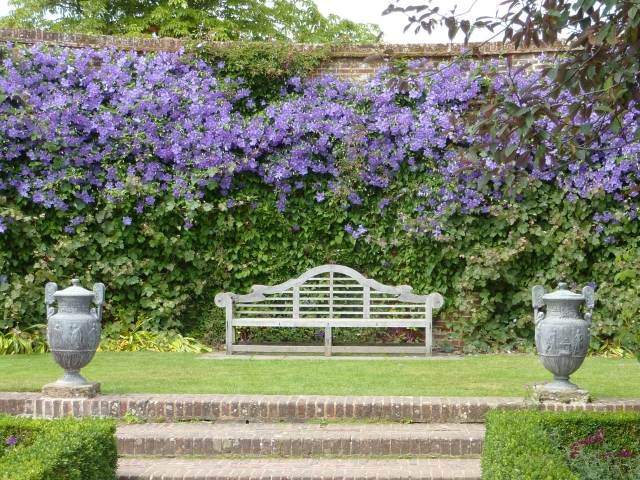 klematis trädgårdsväxter klätterväxt blå engelsk trädgård