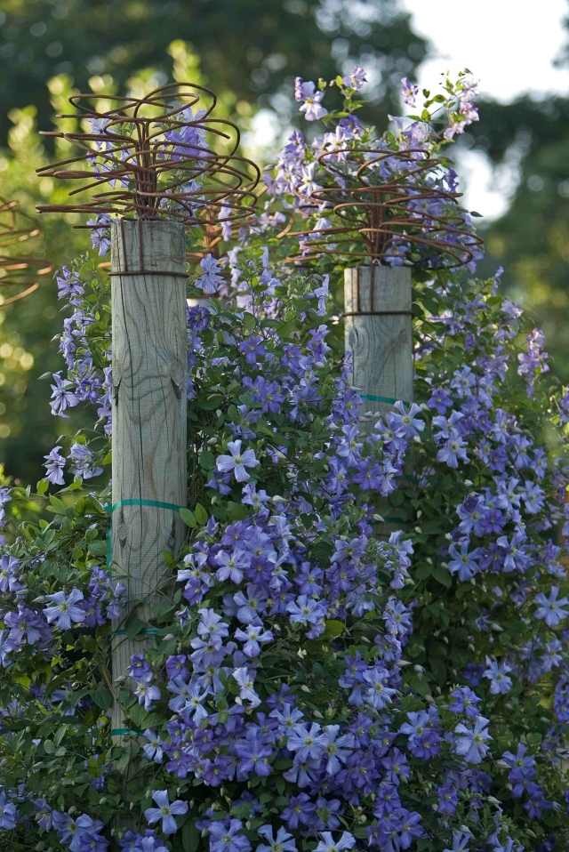 Clematis trädgård klätterväxt sorter vårdar vackra blå blommor