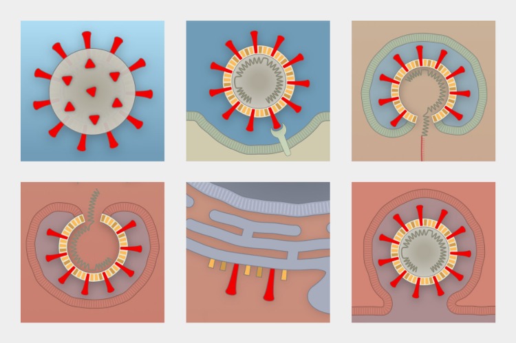 infektionsprocess av cellen i corona -virus som visas i faser