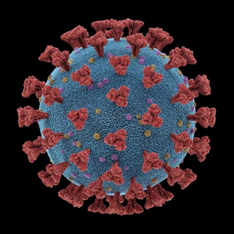 detaljerad 3D -modell av coronaviruset