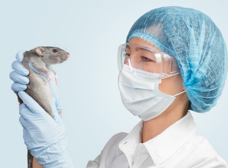 Coronavirus -vaccin måste först testas på djur