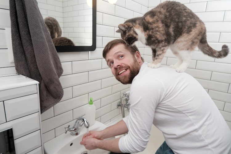 coronavirus katt människor kommunicera händer tvätta försiktighetsåtgärder
