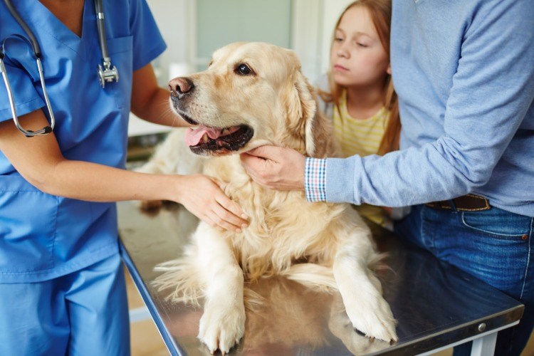 golden retriever coronavirus hund överför inte husdjur utan risk covid -virus