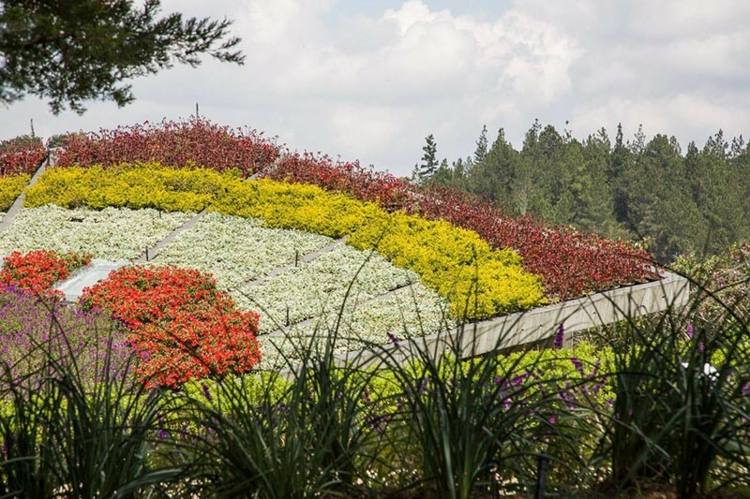 design trädgård tak plantering idé graeser färgrik grön röd lavendel colombia