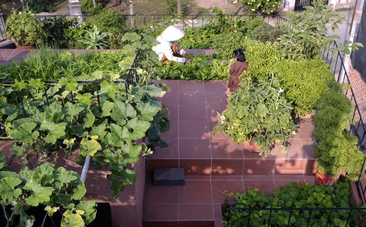 Plantera takterrassen med grönsaker och örter och vattna den och använd den som takisolering